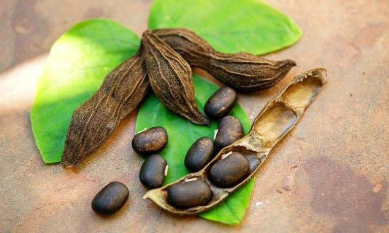 Can Velvet bean (Mucuna-pruriens) Be Used To Treat Parkinson’s Disease And Depression?